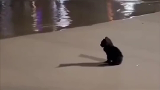 صبحتون بخیر کیوتا:)))