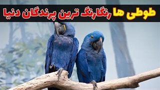 طوطی ها باهوش ترین پرندگان دنیا ｜طوطی ها شگفت انگیزترین پرندگان دنیا