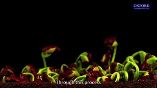 نحوه رویش لپه