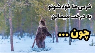 دلیل جالب اینکه خرس ها خود را به درخت می مالند