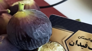خرید و قیمت نهال انجیر سیاه،نهالستان تک فیدان
