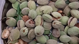 محصول بادام دیرگل آذر
