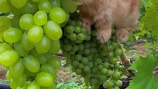 انگور خوردن بامزه یک خرگوش