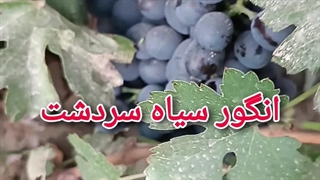 انگور سیاه سردشت(رشه)
