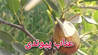 عناب پیوندی