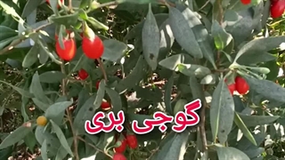 گوجی بری