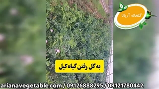 به گل رفتن گیاه کیل