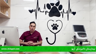 بیماری پاراویروس سگ و راه های نگهداری از سگ مبتلا