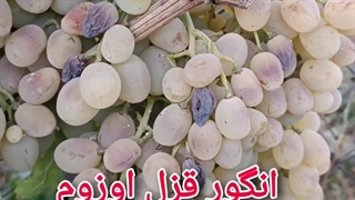 انگور قزل اوزوم
