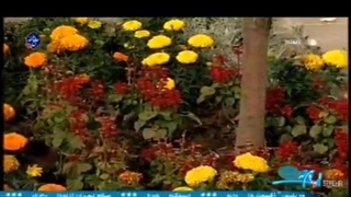 اجرای کار ایران من هادی اسماعیلی در برنامه سلام تهران از شبکه تهران