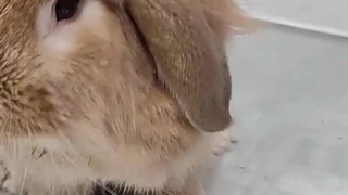 طنز خرگوش / دامپزشک خرگوش در میاندوآب