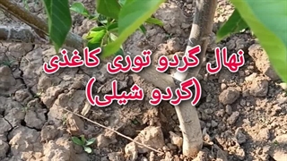 نهال گردو توری شیلی