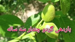 باردهی چندلر سه ساله