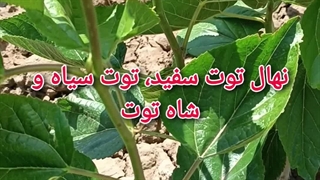 نهال توت سفید،توت سیاه و شاه توت