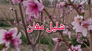نهال شلیل مغان