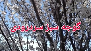 نهال گوجه سبز سردرودی