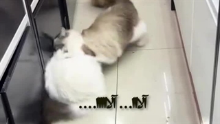 طنز گربه / کلینیک دامپزشکی حیوانات خانگی میاندوآب