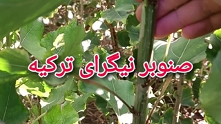 نهال صنوبر نیگرای ترکیه