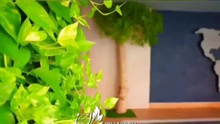 دیوار سبز طبیعی استخر و گرین وال فضای باز 15 قیمت دیوار سبز