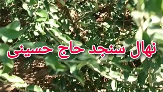 نهال سنجد