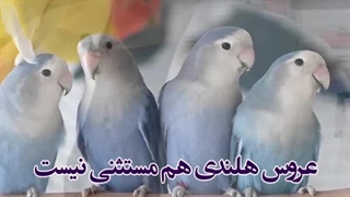 عروس هلندی جیغ میزنه؟ / درمانگاه پرندگان میاندوآب