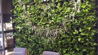 اجرای گرین وال طبیعی کافه رستوران - دیوار سبز طبیعی 17 #دیوارسبز