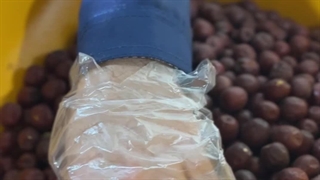 آسیاب عناب نم دار با دستگاه آسیاب صنعتی اسوه 09138900047