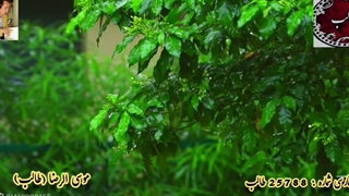 غزلیات شیرین طالب اردبیلی / غزل فارسی