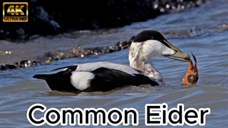 صحنه های زیبا و جالب از اردک