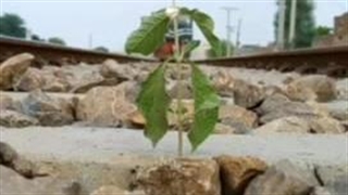 خدا نکشته رو ریسمون سیاه سفید نمیکشه