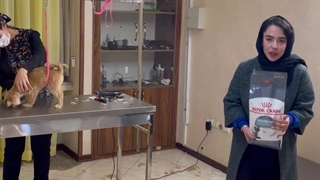 معرفی غذای هیربال رویال کنین