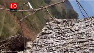 آفات و دستگاه دفع موش