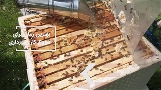 آموزش زنبورداری - آموزش کامل زنبورداری ( پرورش زنبور عسل )