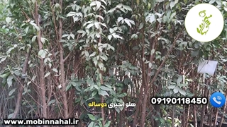 نهال هلو انجیری