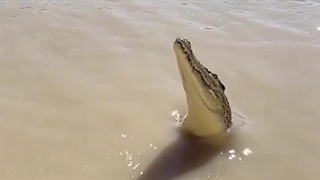 می‌دونستین که یک تمساح می‌تونه به این ارتفاع بپرد