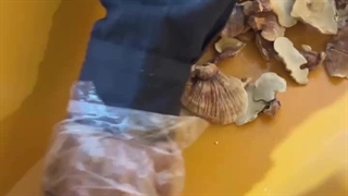 آسیاب قارچ گانودرما با دستگاه آسیاب صنعتی 5 اسب بخار اسوه 09138900047