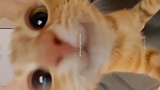 پــــــیشــــی؟ᐠ - ˕ -マ/