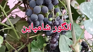تاک انگور شامپاین