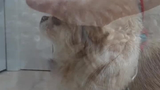 یه لبخند کوچولو / حمایت از حیوانات میاندوآب