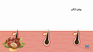 رشد سریع مو در یک هفته