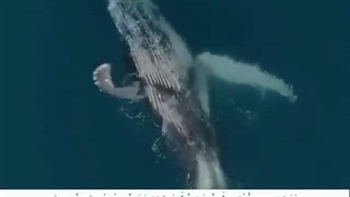 قرائت سوره انبیاء آیه88