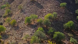 زندگی اورگانیک - روستا آنلاین