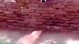 فرار سگ از چند تمساح گرسنه بی پدر !