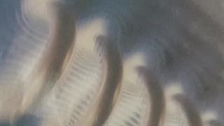 فیشااااااااررررر *ویدیو* ککپپپ