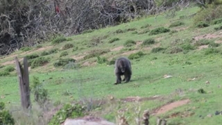 شکار میمون توسط شکارچی به دام انداختن میمون