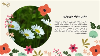 اسانس شکوفه های بهاری، کاربرد و فواید