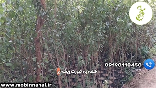 نهال آلو شابلون