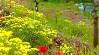 کلیپ تصویری