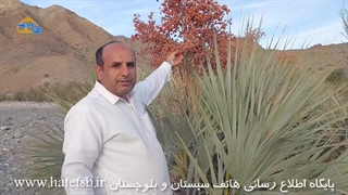 کونل؛ میوه‌ای خوشمزه از درختچه داز یا نخل وحشی در بلوچستان