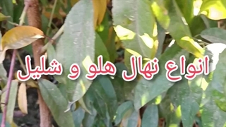 نهال های هلو و شلیل در انواع ارقام